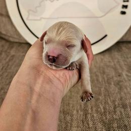Oak - Apricot male Cavapoo puppy in London, Kentucky from Blue Meadow Puppies