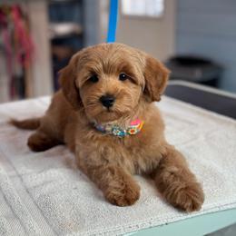 Woody - Red  male Goldendoodle puppy in Wharton, Texas from Little Fur Friends