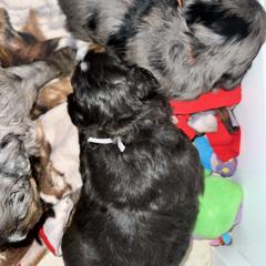 Aussiedoodle, Australian Mountain Doodle, Bernedoodle, Cavapoo, and Goldendoodle Puppies from CocoLove Doodles