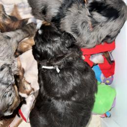 Aussiedoodle, Australian Mountain Doodle, Bernedoodle, Cavapoo, and Goldendoodle Puppies from CocoLove Doodles