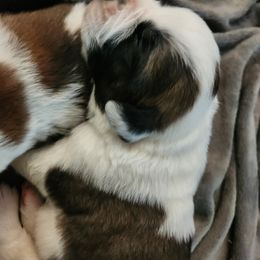 Saint Bernard Puppies from Amber's Saint Bernards