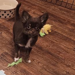 Moses - Chocolate male Chihuahua puppy in Robeline, Louisiana from Cane River Chihuahuas