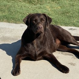 Annie - Labrador Retriever