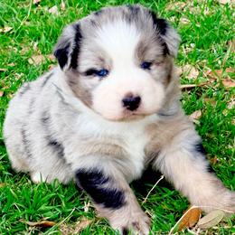Luna - Blue merle female Australian Shepherd puppy in Mineral Wells, Texas from A6 Australian Shepards