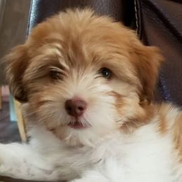 Havanese and Sheepadoodles from Mountain Dream Acres
