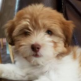 Havanese and Sheepadoodles from Mountain Dream Acres