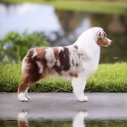 Australian Shepherds from Smoky Mountain Aussies