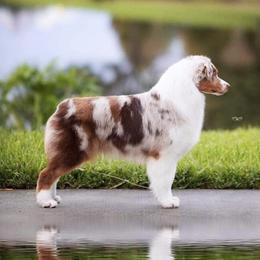 Australian Shepherds from Smoky Mountain Aussies