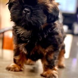 Twinkie - Tricolor male Shih Tzu puppy in Buena Park, California from LowCol Ranch