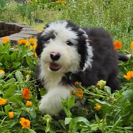 Tina - Gray and white female Old English Sheepdog puppy in Sutherlin, Oregon from Sapphire Eyes Sheepdogs