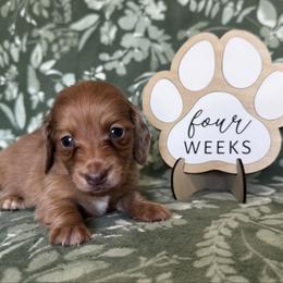 Stitch - Red male Dachshund puppy in Dothan, Alabama from Little House Pups