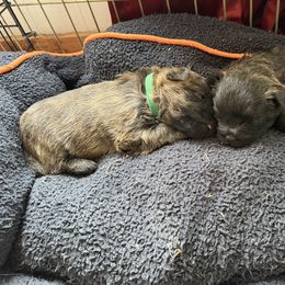 Cairn Terrier Puppies from Central Oregon Cairn Terriers