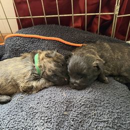 Cairn Terrier Puppies from Central Oregon Cairn Terriers