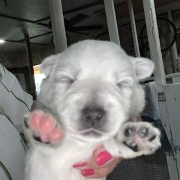 Girl 1 - White female West Highland White Terrier puppy in Edinburg, Texas from Mel’s Westies
