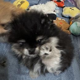 Ace - Black and tan male Pomeranian puppy in North Port, Florida from POMRITA POM’S