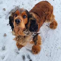 Ace - English Springer Spaniel