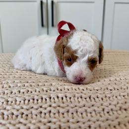 Rainey - Parti female Goldendoodle puppy in Mesa, Arizona from Twinkle MiniDoodles