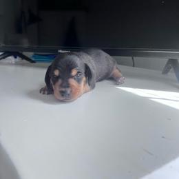 Boy 3 - Black and tan male Dachshund puppy in Harrisburg, Oregon from Funny Farm Dachshunds