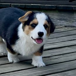 Arrow - Black and tan Pembroke Welsh Corgi puppy in Inola, Oklahoma from Pine Lane Pembrokes