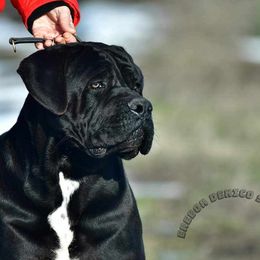 Beau - Cane Corso