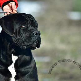 Beau - Cane Corso