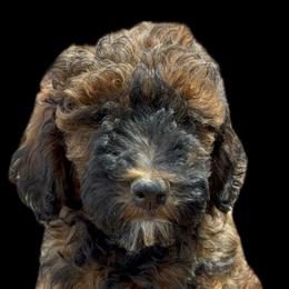 Bean - Phantom female Poodle puppy in Longmont, Colorado from Colorado Miniature Bernedoodle Puppies