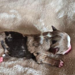 Turbo - Red merle male Miniature Australian Shepherd puppy in Paris, Texas from Blue Envy Mini Aussies