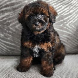 Will - Phantom male Poodle puppy in Saint Cloud, Florida from Rising Star Kennels