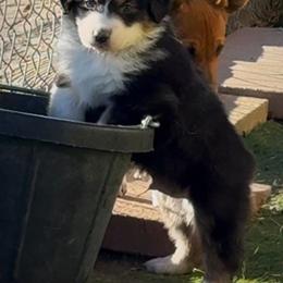 Girl 3 - Black tri-color female Australian Shepherd puppy in Divide, Colorado from Outlaw Farm and Kennel