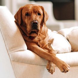 Labrador Retriever All Grown Up from State of Grace Southern Red Labs