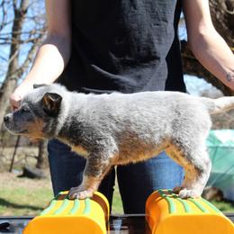 Aspen - Yellow - Blue female Australian Cattle Dog puppy in Colbert, Oklahoma from LoveAHeeler