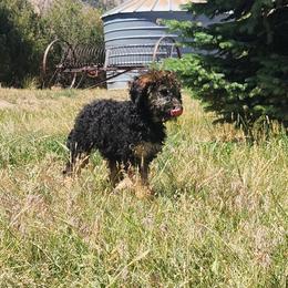 Sparks - Phantom female Goldendoodle puppy in Harrisburg, Nebraska from Wildcat Hills Doodles