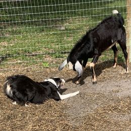 Australian Shepherds from Udder Chaos Ranch