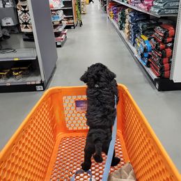 Lagotto Romagnolo and Portuguese Water Dog Puppies from Shooting Star Water Dogs