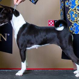 Raison - Black and white female Basenji puppy in Tuttle, Oklahoma from Steadfast Farm (SFF)