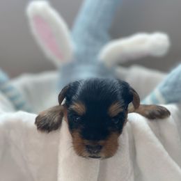 Yorkshire Terriers from Taylored Pups