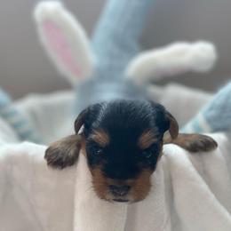 Yorkshire Terriers from Taylored Pups
