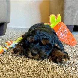 Cavapoo Puppies from SunnySide Mini Doodles