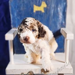 Cockapoo Puppies from Royal Cockapoo Playhouse