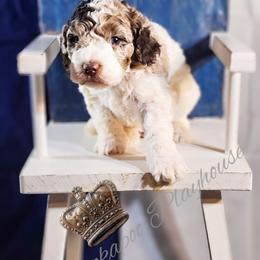 Cockapoo Puppies from Royal Cockapoo Playhouse