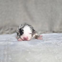 Emerson - Blue merle female Miniature Australian Shepherd puppy in Killen, Alabama from Wilkers Wholehearted Mini Aussies