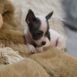 Paco - Blue and white male Chihuahua puppy in Las Vegas, Nevada from Quality Poms Chihuahua Yorkies of Las vegas