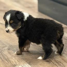 Brody - Black tri male Miniature Australian Shepherd puppy in Ambrose, Georgia from Brandilyn's Aussies