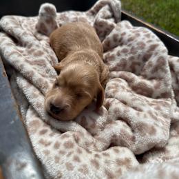 Cross - Red male Dachshund puppy in Pontotoc, Mississippi from Toddy Kennels
