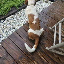 Basset Hound All Grown Up from Hazard Hound Kennels