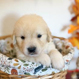 Ms Green - Golden female Golden Retriever puppy in Moapa, Nevada from Little Bitta Luck Farms