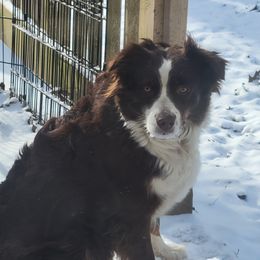 Polly - Miniature Australian Shepherd