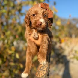 Xyla - Apricot female Goldendoodle puppy in Waterford, California from Alvdoodles