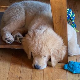 Golden Retrievers from Greatbrook Goldens