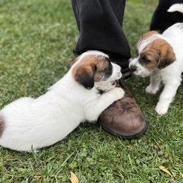 Russell Terrier Puppies from Roger's Russell Terriers